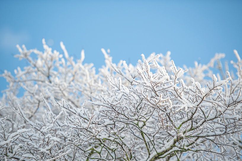 Tall trees catch a lot of snow by Wendy de Jong