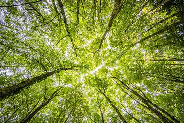 De grands arbres qui ressemblent à une couverture verte sur MADK