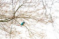 IJsvogel