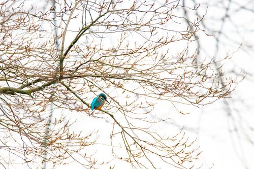 L'art du martin-pêcheur