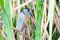 Langbeiniger Reiher von Merijn Loch Miniaturansicht