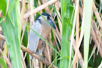 Héron à longues pattes sur Merijn Loch