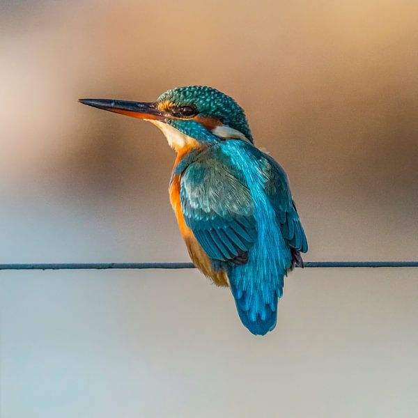 Kingfisher, Alcedo atthis by Gert Hilbink