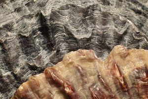 Oyster Shells left