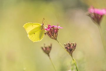 Vlinder op bloem van Ans Bastiaanssen