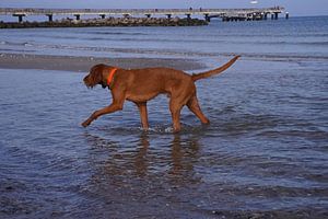 Wasserspiele an der Ostsee mit einem Magyar Vizsla.