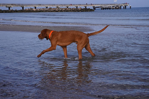 Waterspelletjes aan de Baltische Zee met een Magyar Vizsla.