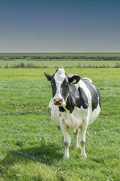 schilderij koe, zwart wit, bonte koe van M. B. fotografie