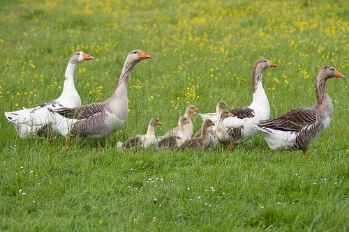 Ganzen met familie op stap