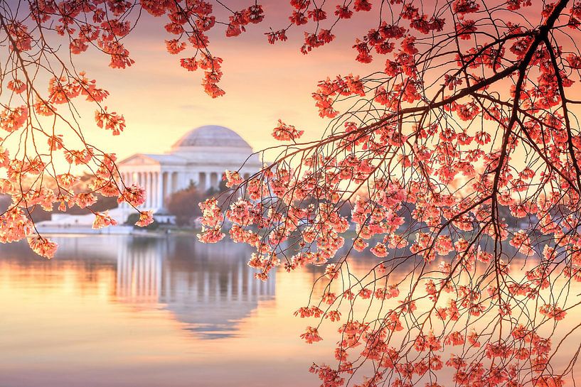 Cherry Blossoms at Jefferson Memorial, Washington DC, USA by Aloke Design