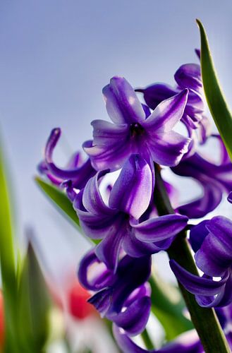 Closeup van een Hyacinth van Laura Krol