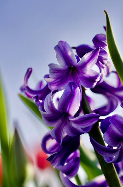 Closeup of a Hyacinth by Laura Krol