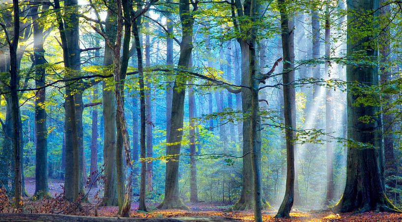 La forêt enchantée par Lars van de Goor