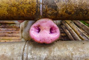 Museau de porc