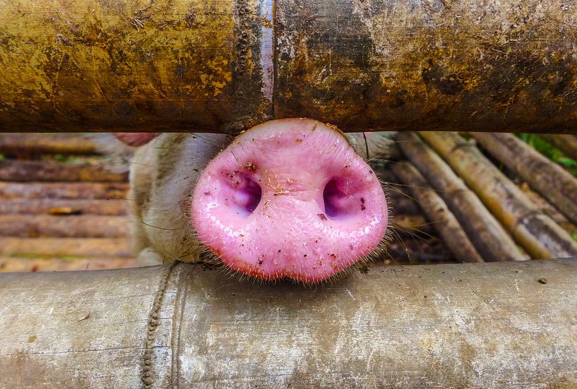 Varkens snuitje van Stijn Cleynhens