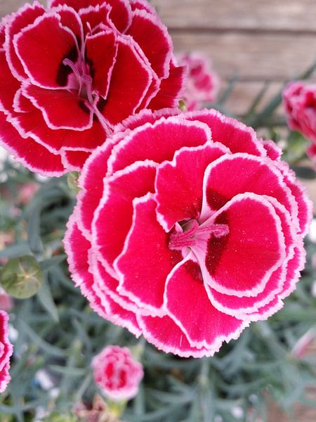 Bloem Flamengo rood par Karen Bos
