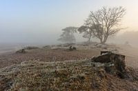 Sand drift in the morning mist on the Hoorneboeg heath near Hilversum