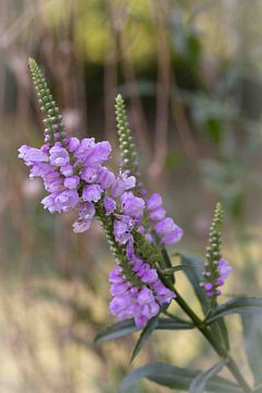 Petite beauté de la forêt sur Christina Bauer Photos