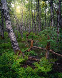 Rotes Moor