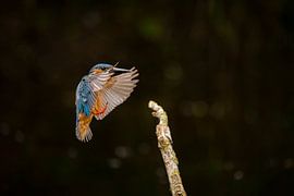 Eisvogel, Alcedo atthis