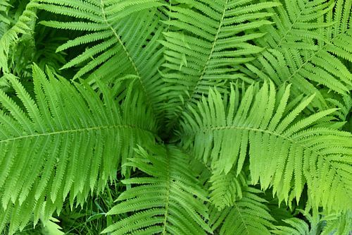 Varens in het bos in de lente
