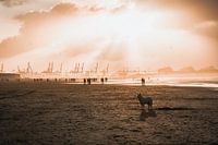 Hund am Strand von Hoek van Holland