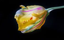 Rainbow Tulip by Pieter Heres