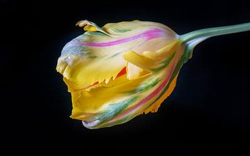 Regenboog Tulp van Pieter Heres