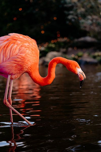 Flamingo van Myrthe Vlasveld
