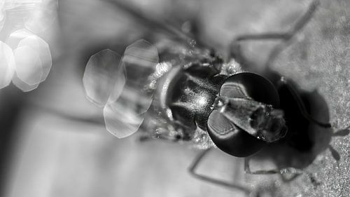 Hoverfly