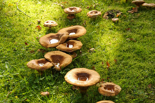 Paxilius  Involutus of Gewone Krulzoom