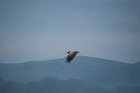 Vulture