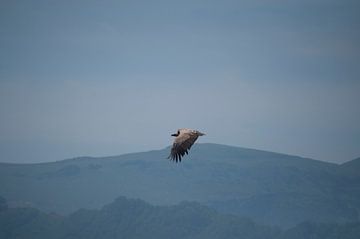 Vulture van Rik Verbeek