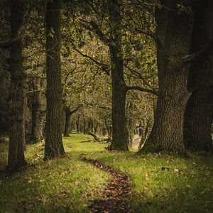 Der Weg