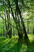 Zonsopgang in het groene bos