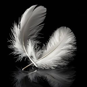 White feathers portrait