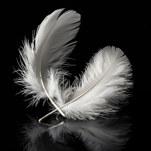 White feathers portrait