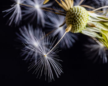 Dandelion
