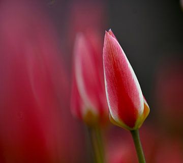 Small tulip van Ria Scheewe