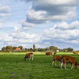 Vaches dans la prairie, Pays-Bas sur Shoot2Capture2