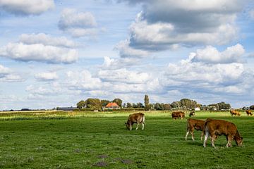 Koeien in de wei, Nederland van Shoot2Capture2