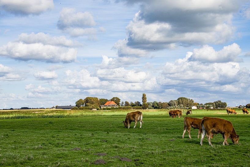 Cows in the meadow, the Netherlands by Shoot2Capture2