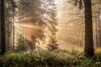 Rayons de soleil dans la forêt