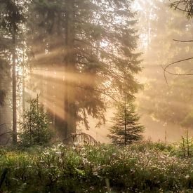 Rayons de soleil dans la forêt sur Jeroen Luyckx