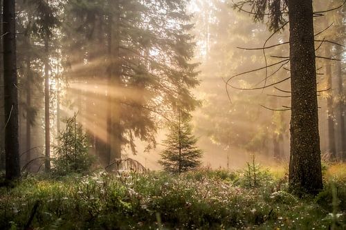 Rayons de soleil dans la forêt sur Jeroen Luyckx
