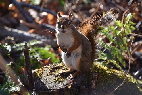Ein rotes Eichhörnchen in der Falle