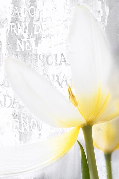 Witte Tulp met tekst  van Ingrid Van Damme fotografie