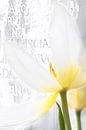 Witte Tulp met tekst  van Ingrid Van Damme fotografie thumbnail