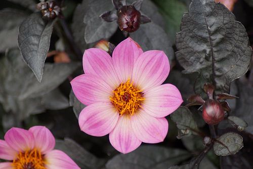 Pale pink flower of the dahlia Hortensis