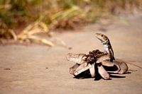 Mauereidechse versteckt sich hinter Kienapfel